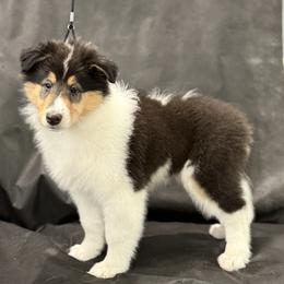 Biewer Terrier and Collie Puppies from Juan F Londono Esteban