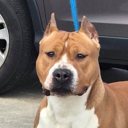 Delta - American Staffordshire Terrier