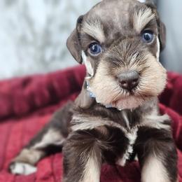 Amelia blue eyes - Liver female Miniature Schnauzer puppy in Panama City, Florida from Emerald Coast Schnauzers