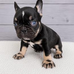Rory - Black and tan female French Bulldog puppy in Warm Springs, Arkansas from State Line Dachshunds & Frenchies