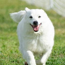 Maya - Icelandic Sheepdog
