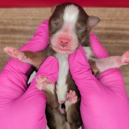 Quinn4Boy3- RTM,NBT,AKC,OFA,Genetics - Red tri-color male Australian Shepherd puppy in South Hill, Virginia from Silverside Aussies LLC