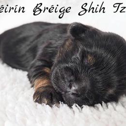 AKC Black & Tan Dobie Marked Female - Black and tan female Shih Tzu puppy in Las Vegas, Nevada from Beirin Breige Shih Tzus