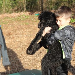 Poodle Puppies from Simply Standard Poodles