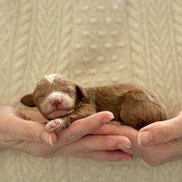 Girl 2 - Red female Cavapoo puppy in Kalamazoo, Michigan from Sleeping Bear Kennels