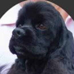 Smokey - Cocker Spaniel