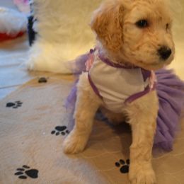 Poodle Puppies from Simply Standard Poodles