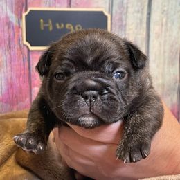 AKC Brindle Boy - Hugo - Brindle French Bulldog puppy in Spanaway, Washington from Beloved Frenchies