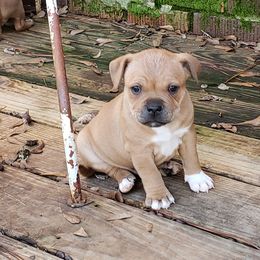 Bull Terrier and Staffordshire Bull Terrier Puppies from Courstaff Staffords