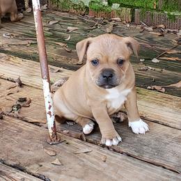 Bull Terrier and Staffordshire Bull Terrier Puppies from Courstaff Staffords