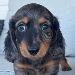 Bandi - Dapple male Dachshund puppy in Allenhurst, Georgia from B’s Dapper Dachshunds