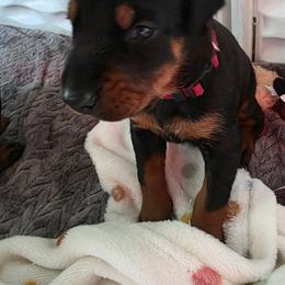 Girl 4 - Black and rust female Doberman Pinscher puppy in Anderson, Indiana from Legendary Kennels