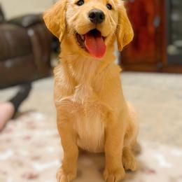 Blossom - Golden Retriever puppy from Bear State Golden Retrievers