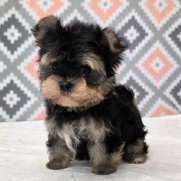 Smokey TEACUP - Black & tan tri-color male Morkie puppy in Monticello, Iowa from Ashley’s Puppies
