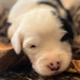 Girl 3 - Gray and white Old English Sheepdog puppy in Syracuse, Indiana from Ridgeruns OES
