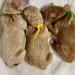 Eggnog (Yellow Collar) - Apricot male Goldendoodle puppy in Bay City, Texas from Charming Doods
