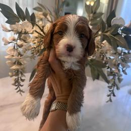 Tux - Red male Cavapoo puppy in Sacramento County, California from Sac-Town Poodles and Doodles