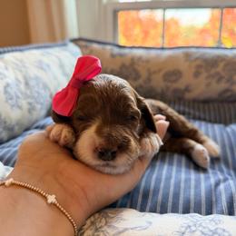 Sandy - Red female Australian Labradoodle puppy in Summerfield, North Carolina from Four Oaks Labradoodles