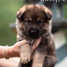 Gibbs - Sable male German Shepherd puppy in Berwick, Maine from Vom Rindahaus Shepherds