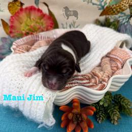 Boy 6 - male Australian Shepherd puppy in El Dorado Springs, Missouri from OR Aussies