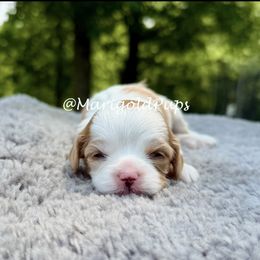 Nari - Blenheim female Cavapoo puppy in Kansas from Marigold Pups