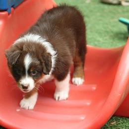 Princess - Red tri-color female Miniature American Shepherd puppy in South Branch, Michigan from Ross Ranch Mini and Standard Aussie's