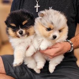 Pomeranian Puppies from Rebecca Mendoza