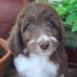 Seraphina - Brown and white female Aussiedoodle puppy in Grand Saline, Texas from Aussies Acre
