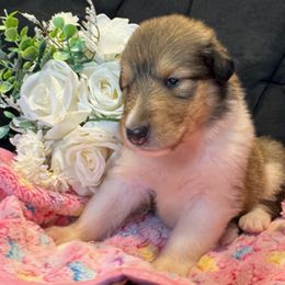 Lane - Sable and white female Collie puppy in Carencro, Louisiana from Cajun Bayou's Collies