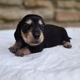 Maui - Black and cream female Dachshund puppy in Eldon, Missouri from Pure Joy Dachshunds