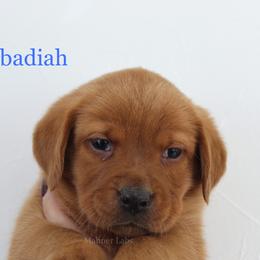 Labrador Retriever Puppies from Mahner Labs