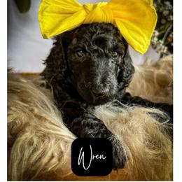 Wren - Silver female Poodle puppy in Detroit Lakes, Minnesota from Pickerel Pups