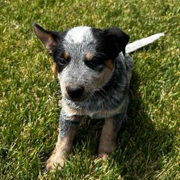 Rutt - Blue mottled male Australian Cattle Dog puppy in Mount Pleasant, Utah from Christensen Family Kennel