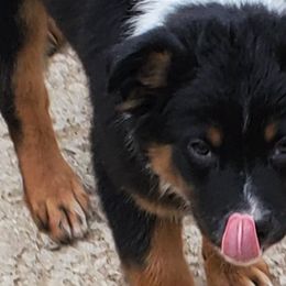 Australian Shepherds from Leanin B Aussies