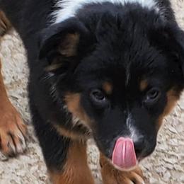 Australian Shepherds from Leanin B Aussies