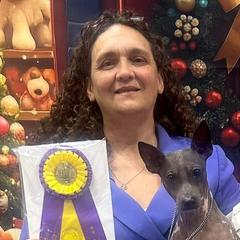 American Hairless Terriers from Edelweiss and JABO