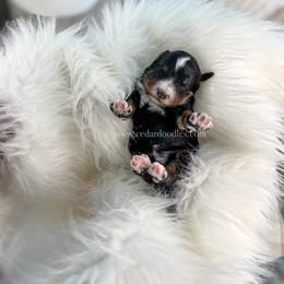 Tri Male - Tri-color male Bernedoodle puppy in Cedar City, Utah from Cedar Doodles- Home of the Teddybear Goldendoodle