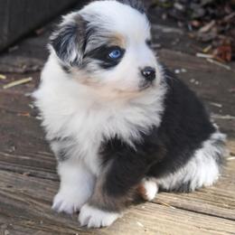 Owen - Blue merle male Miniature Australian Shepherd puppy in Patterson, North Carolina from DreamLine Aussies