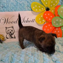 Mr Orange(White) - Red brindle male Cairn Terrier puppy in Savannah, Missouri from WoodSchott Cairn Terriers