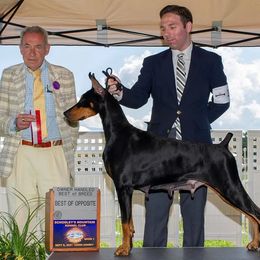 Mirage - Doberman Pinscher