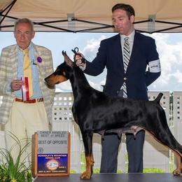 Mirage - Doberman Pinscher