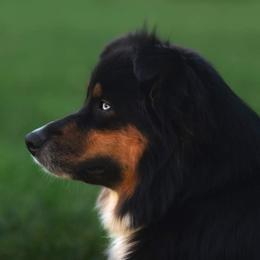Raven - Australian Shepherd