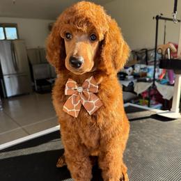 Orange collar girl - Red  female Poodle puppy in Riverside, California from Riverside red poodles