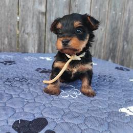 Mr. White - Black and tan male Yorkshire Terrier puppy in Woodway, Texas from The Yorkie Empire