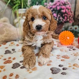 Isaac - Apricot male Cavapoo puppy in Lebanon, Missouri from Danielle’s Doodles