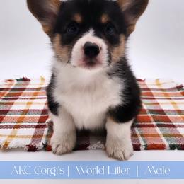 Reef - Black and tan male Pembroke Welsh Corgi puppy in Pine Village, Indiana from NL Horsemanship