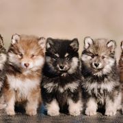 Finnish Lapphunds from TaylorMade Finnish Lapphunds