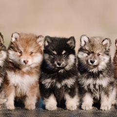 Finnish Lapphunds from TaylorMade Finnish Lapphunds