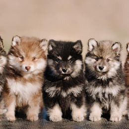 Finnish Lapphunds from TaylorMade Finnish Lapphunds