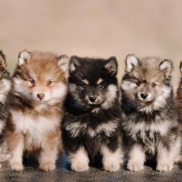 Finnish Lapphunds from TaylorMade Finnish Lapphunds